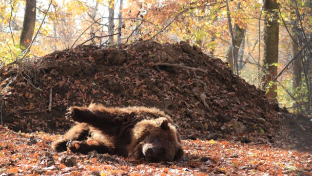 Sursa foto: AMP Sanctuarul de Urși Libearty