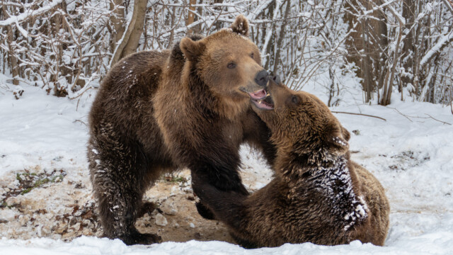 Sursa foto: AMP Sanctuarul de Urși Libearty