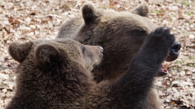 Sursa foto: AMP Sanctuarul de Urși Libearty