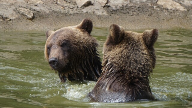 Sursa foto: AMP Sanctuarul de Urși Libearty