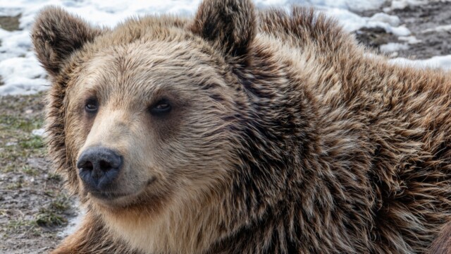 Sursa foto: AMP Sanctuarul de Urși Libearty