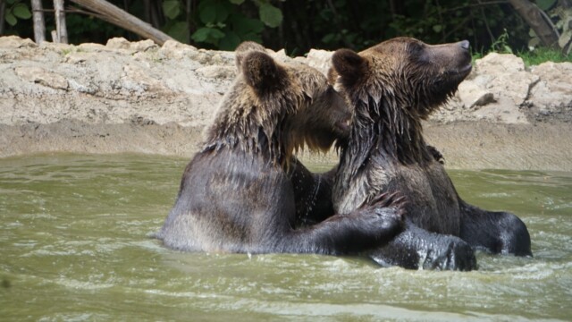 Sursa foto: AMP Sanctuarul de Urși Libearty