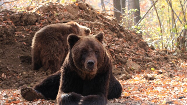 Sursa foto: AMP Sanctuarul de Urși Libearty