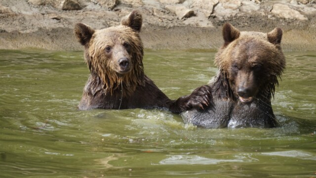 Sursa foto: AMP Sanctuarul de Urși Libearty