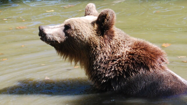Sursa foto: AMP Sanctuarul de Urși Libearty