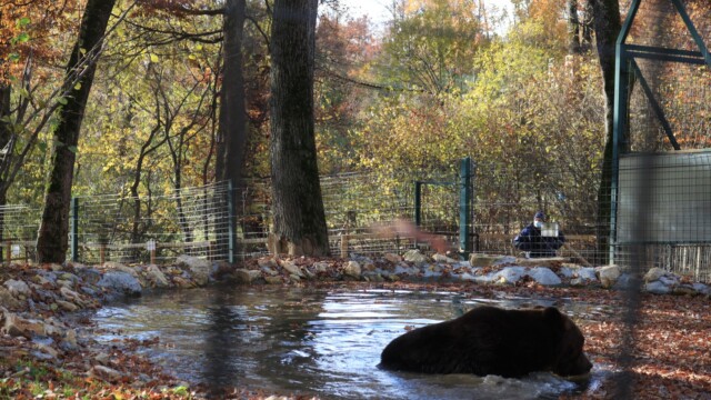 Sursa foto: AMP Sanctuarul de Urși Libearty