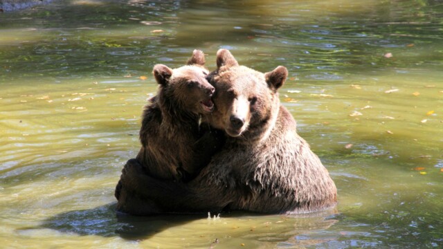 Sursa foto: AMP Sanctuarul de Urși Libearty